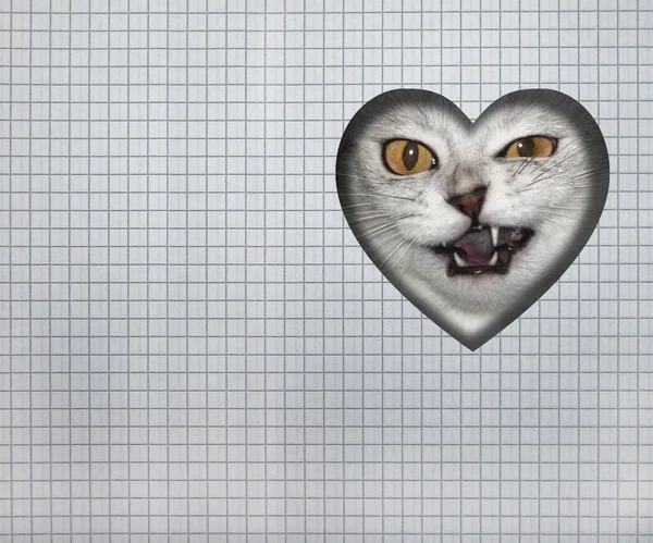 Gray Cat Looking Out Heart Shaped Hole Checkered Piece Paper — Stock Photo, Image
