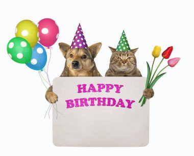 Parti şapkalı kedi ve köpek ellerinde çok renkli balonlar ve yazılı bir kağıt tabela tutuyorlar. Beyaz arka plan. İzole edilmiş.