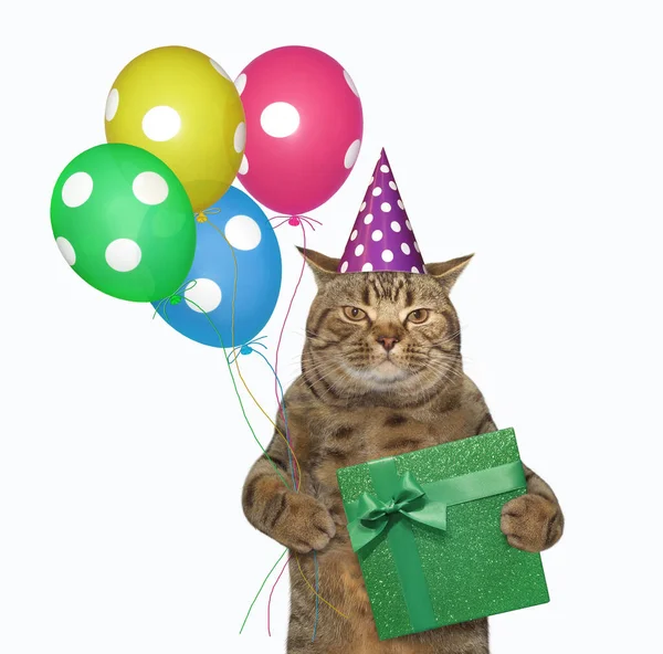 Gato Beige Sombrero Cumpleaños Está Sosteniendo Globos Multicolores Una Caja — Foto de Stock