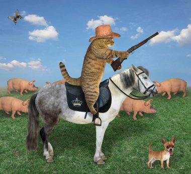 Kovboy şapkalı bej kedi ve köpeği çiftlikte bir domuz sürüsünü otlatıyorlar. Tüfeği var..