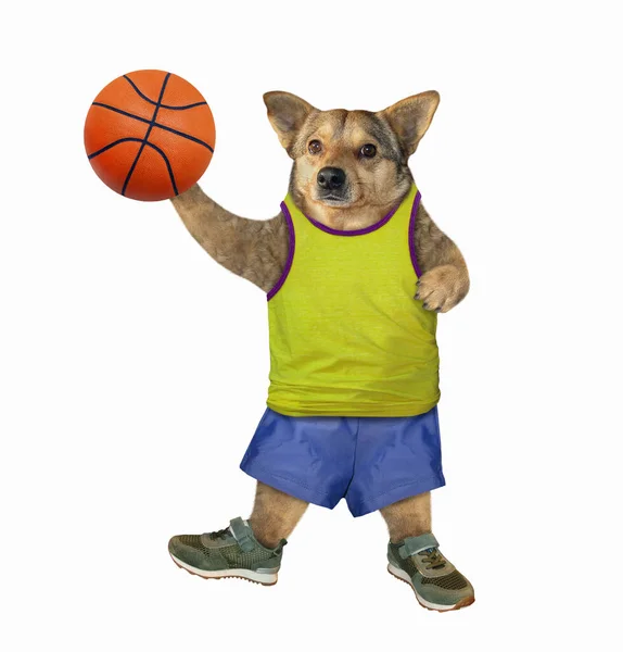 Beige Hondenbasketbalspeler Een Sportuniform Houdt Een Bal Vast Witte Achtergrond — Stockfoto