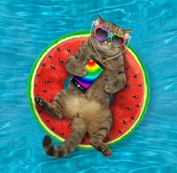 The beige cat in headphones and sunglasses with a smartphone is lying on an inflatable watermelon ring and listening to music in the swimming pool. Blue water background.