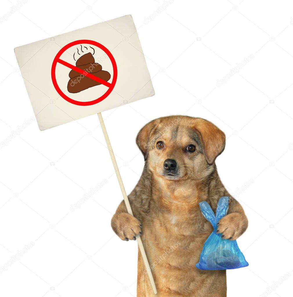 The beige dog is holding a blue plastic bag with dog poop and a sign that says clean up after pets. White background. Isolated.