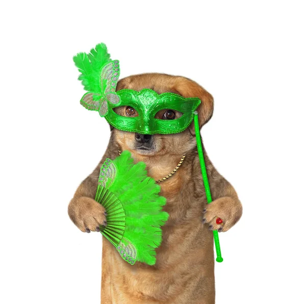 Den Beige Hunden Grön Maskerad Håller Ett Fjäderfan Vit Bakgrund — Stockfoto