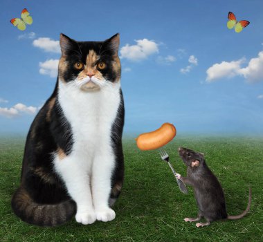 Çok renkli kedi çayırdaki çimlerin üzerinde oturuyor. Siyah sıçan ona çatallı sosisle davranır..