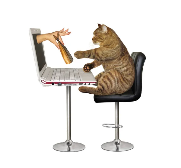 Gato Beige Hace Pedido Comida Internet Desde Computadora Una Mano — Foto de Stock