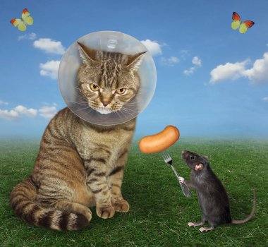 Koruyucu bir veteriner plastik yakalı bej renkli hasta kedi çayırdaki çimlerin üzerinde oturuyor. Siyah sıçan ona çatallı sosisle davranır..