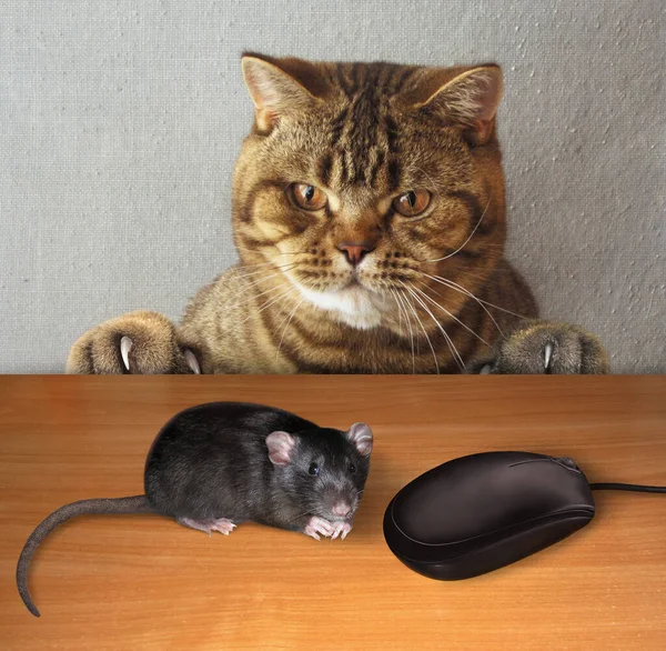 这只米色迷惑的猫正坐在桌旁 一只黑鼠和一只电脑鼠标在他面前 — 图库照片