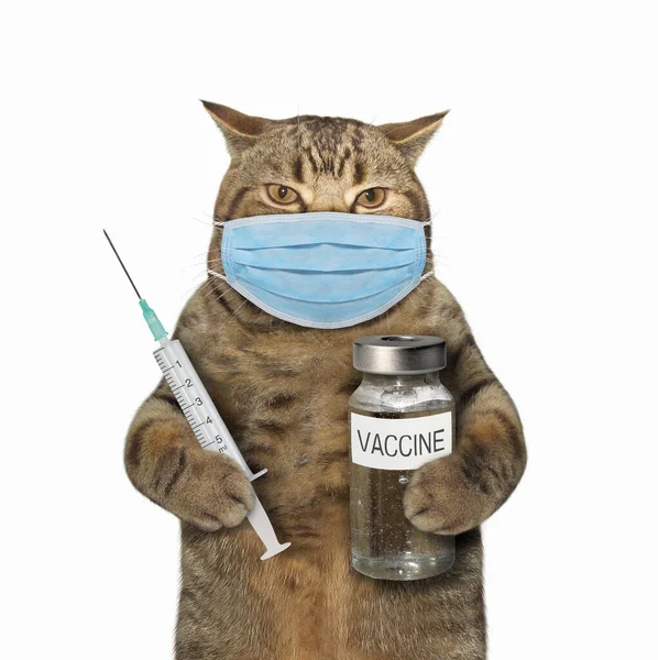 Beige Cat Doctor Surgical Protection Face Mask Holding Syringe Bottle — Stock Photo, Image