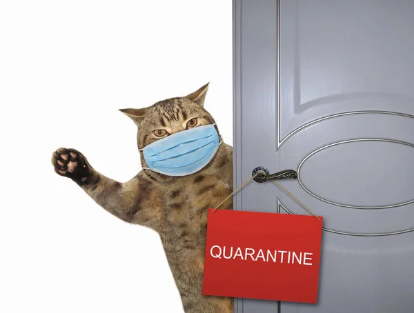 外科用保護フェイスマスクのベージュの猫は彼の家のドアを閉じます ドアに標識隔離が掛けられている コロナウイルス 白地だ — ストック写真