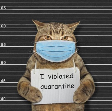 Cerrahi koruma maskeli bej kedi tutuklandı. Boynunda karantinayı ihlal ettiğime dair bir işaret var. Coronavirus. Sıralama siyah arkaplan.