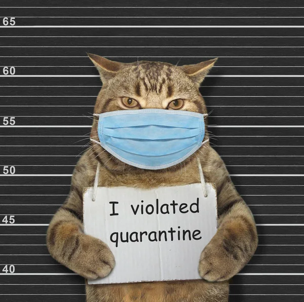 The beige cat in a surgical protection face mask was arrested. It has a sign around its neck that says I violated quarantine. Coronavirus. Lineup black background.