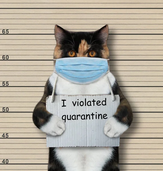 外科的保護面マスクの多色猫が逮捕された 私が隔離に違反したというサインが首についています コロナウイルス ラインナップベージュの背景 — ストック写真