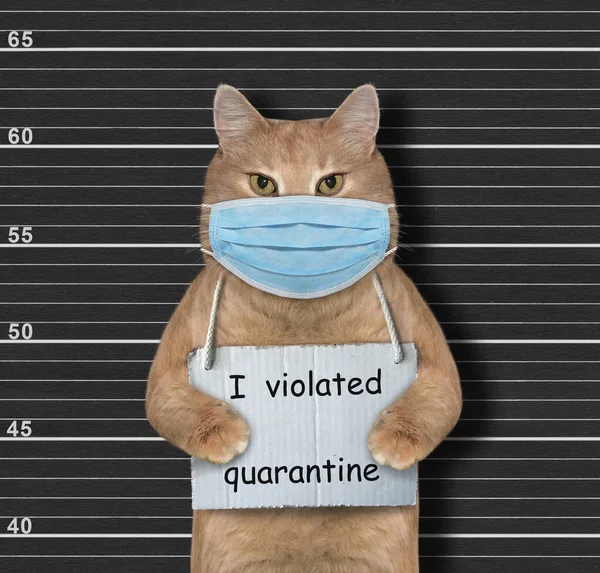 外科的保護面マスクの生姜猫が逮捕された 私が隔離に違反したというサインが首についています コロナウイルス 黒のラインナップ — ストック写真
