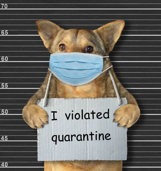 外科的保護面マスクのベージュの犬が逮捕された 私が隔離に違反したというサインが首についています コロナウイルス 黒のラインナップ — ストック写真
