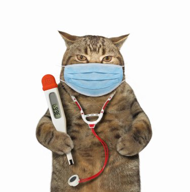Cerrahi koruma maskeli bej kedi doktoru bir stetoskop ve bir termometre tutuyor. Coronavirus. Beyaz arka plan. İzole edilmiş.