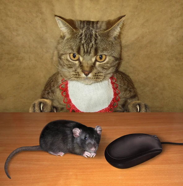 ビブの中のベージュ色の驚きの猫がテーブルに座っている 黒いネズミとコンピューターのマウスが彼の前にいる — ストック写真