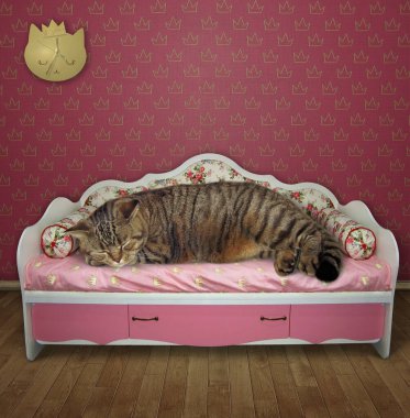 Bej kedi evdeki zarif pembe bir kanepede yatıyor..