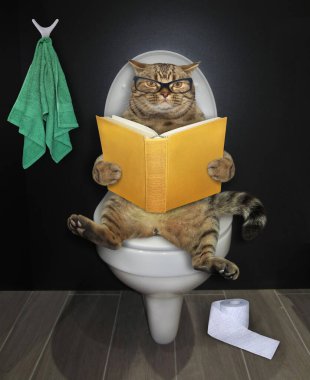 Gözlüklü bej kedi beyaz bir klozetin üzerinde oturuyor ve banyoda kitap okuyor..