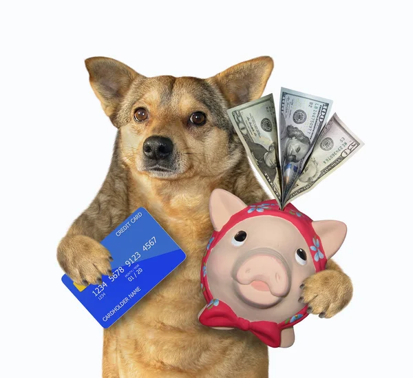 Der Beige Dog Banker Hält Eine Kreditkarte Und Ein Sparschwein — Stockfoto