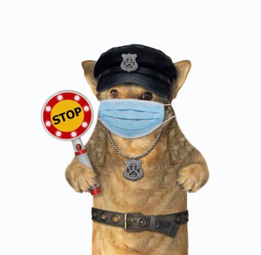 Cerrahi koruma maskeli bej köpek polisinin elinde dur işareti var. Karantinaya alın. Coronavirus. Beyaz arka plan. İzole edilmiş.