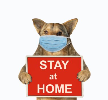 Cerrahi koruma maskeli bej köpek üzerinde yazı olan kırmızı bir tabela tutuyor. Coronavirus. Karantinaya alın. Beyaz arka plan. İzole edilmiş.