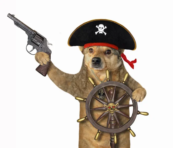 Der Beige Hund Piratenuniform Mit Pistole Sitzt Steuer Des Schiffes — Stockfoto