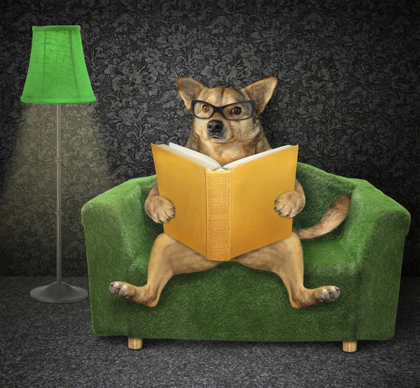 Cão Bege Óculos Com Livro Aberto Está Sentado Elegante Sofá — Fotografia de Stock