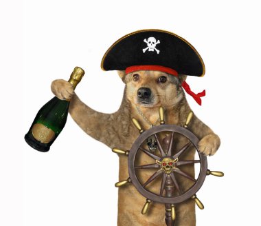 Geminin dümeninde elinde şampanya şişesi olan korsan üniformalı bej bir köpek var. Beyaz arka plan. İzole edilmiş.