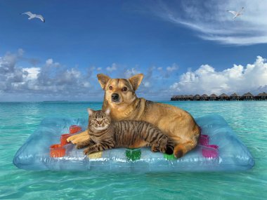 Kedili bej köpek, Maldivler 'de denizde mavi bir hava yatağında dinleniyor..