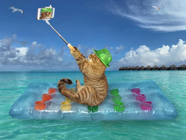 Yeşil şapkalı bej kedi Maldivler 'de mavi bir hava yatağında selfie çekiyor..