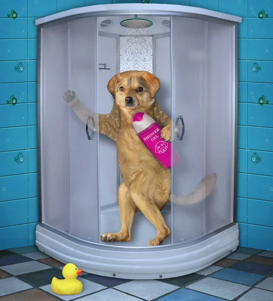 Beige Dog Bottle Shampoo Standing Shower Stall Bathroom Home — Stock Photo, Image