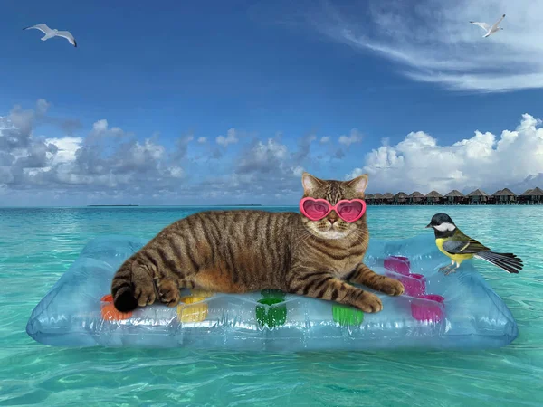 Die Beige Katze Mit Der Rosafarbenen Sonnenbrille Entspannt Auf Einem — Stockfoto