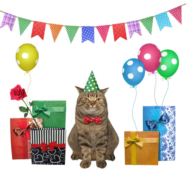 Gato Beige Con Sombrero Cumpleaños Verde Una Pajarita Roja Está —  Fotos de Stock