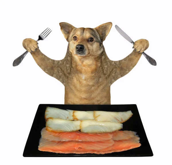 Beżowy Pies Nożem Widelcem Kawałki Wędzonej Ryby Czarnego Kwadratowego Talerza — Zdjęcie stockowe