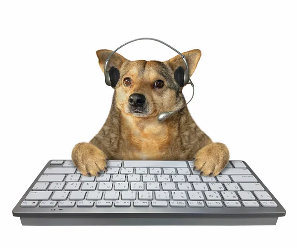 マイク付きヘッドフォンのベージュの犬の従業員は デスクトップコンピュータのキーボードを入力しています 白地だ — ストック写真