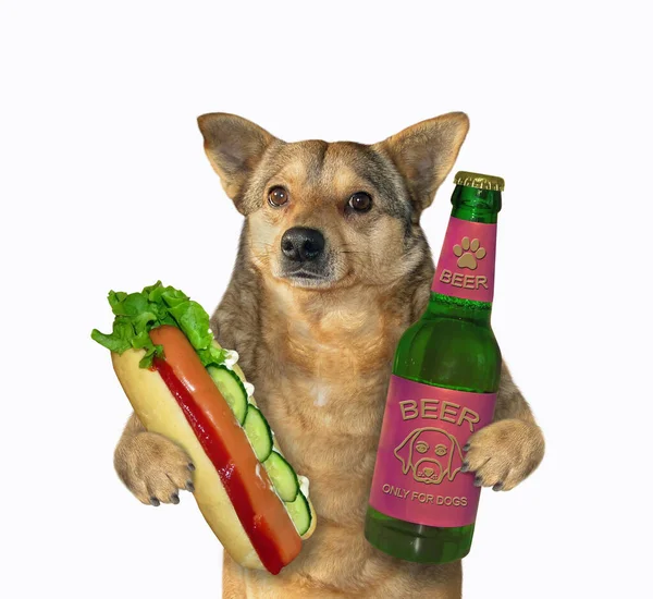 Beżowy Pies Trzyma Butelkę Piwa Dużego Hot Doga Białe Tło — Zdjęcie stockowe