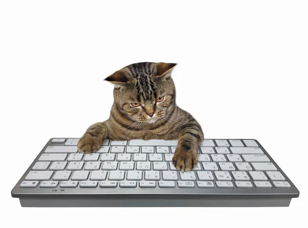 Beige Cat Employee Typing Keyboard Desktop Computer White Background Isolated — Stock Photo, Image