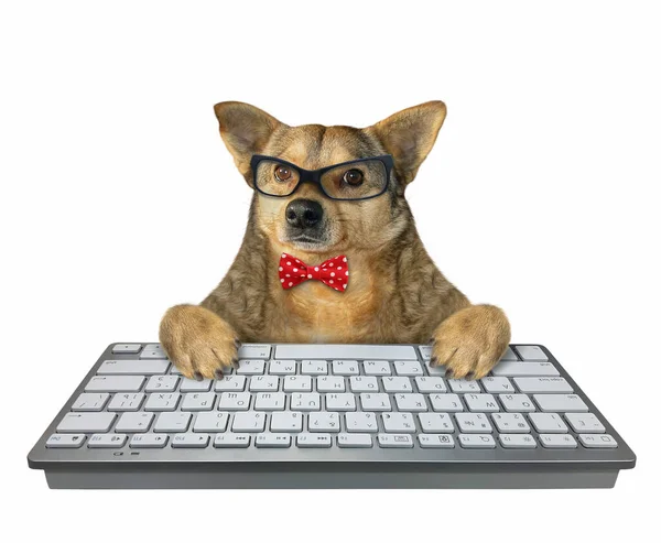 赤い蝶ネクタイと眼鏡を身に着けているベージュの犬の従業員は デスクトップコンピュータのキーボードを入力しています 白地だ — ストック写真