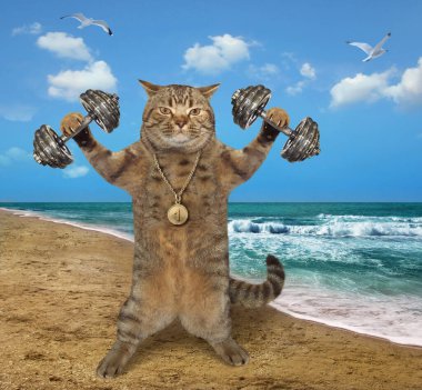 Altın madalyalı bej renkli kedi sporcusu deniz kıyısında halterlerle egzersiz yapıyor..