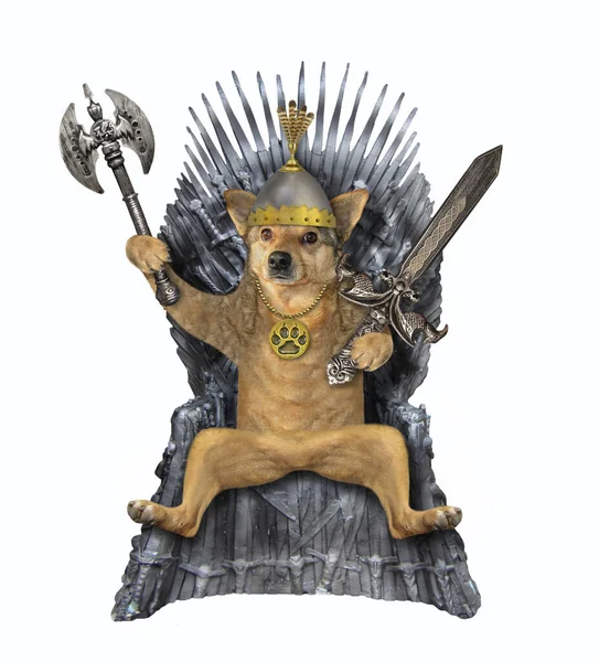 Beige Dog King Helmet Inlaid Sword Sitting Iron Throne White — Stock Photo, Image