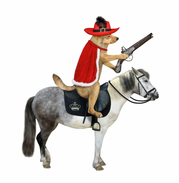 米色的狗枪手头戴一顶饰有羽毛的帽子 头戴红色斗篷 头戴弗林特洛克手枪 骑着一匹灰马 白色背景 被隔离了 — 图库照片