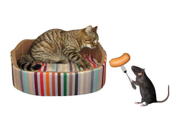 Beige Cat Lying Pet Bed Black Rat Feeds Him Sausage — Stock Photo, Image