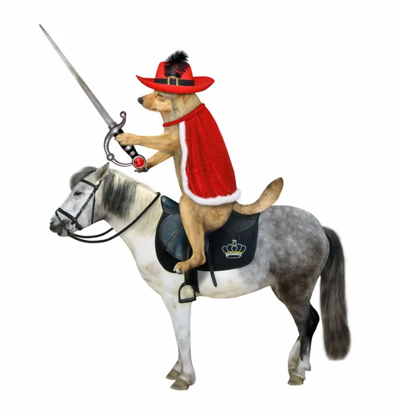 羽を持つ帽子のベージュの犬のマスキータとルビーの剣を持つ赤いマントは灰色の馬に乗っています 白地だ — ストック写真