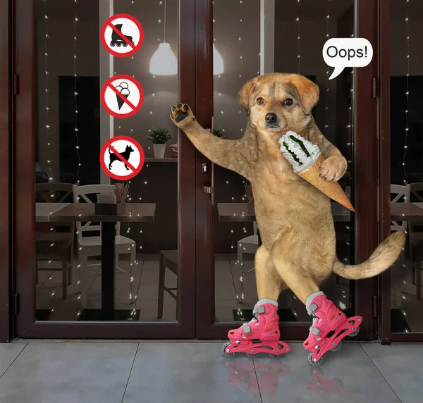 Beżowy Pies Rożkiem Lodowym Jeździ Różowych Rolkach Obok Stołówki Znakami — Zdjęcie stockowe