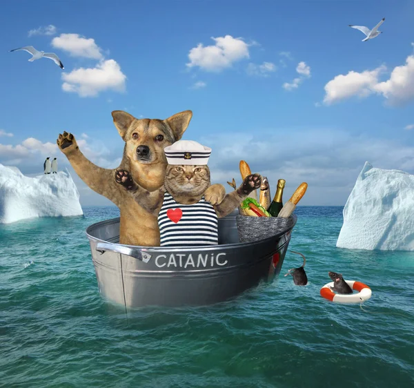 The two brave sailors a cat with a dog after the shipwreck  are drifting in the steel wash tub among the icebergs in the sea. Their lifeboat is called Catanic.