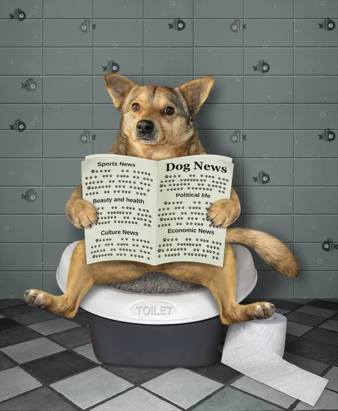 Бежевий Собака Сидить Біотуалеті Читає Газету Ванній — стокове фото