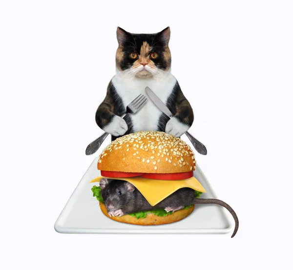 Chat Multicolore Avec Couteau Une Fourchette Mange Gros Hamburger Frais — Photo