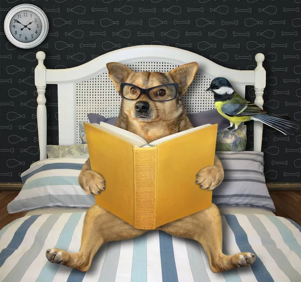 Beżowy Pies Okularach Otwartą Książką Leży Łóżku Domu Jego Ptak — Zdjęcie stockowe