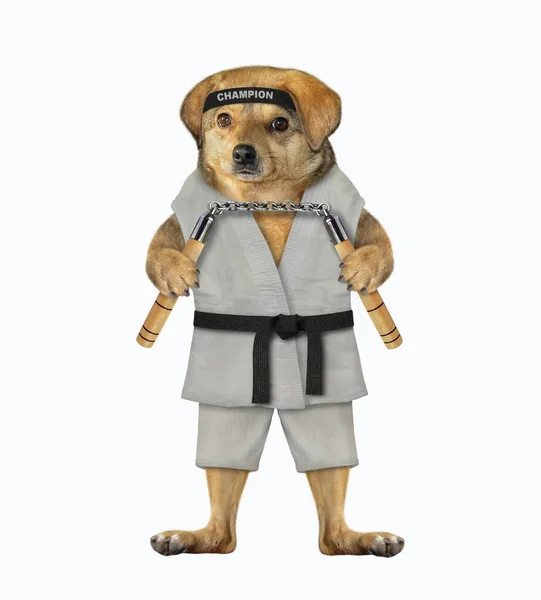 Der Beige Dog Karate Athlet Kimono Und Schwarzem Stirnband Mit — Stockfoto